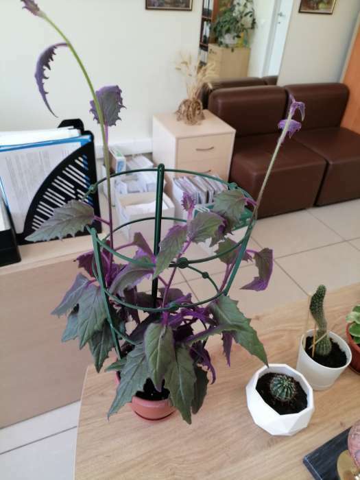 Фотография покупателя товара Поддержка для растений, h = 42 см, цвет МИКС - Фото 3