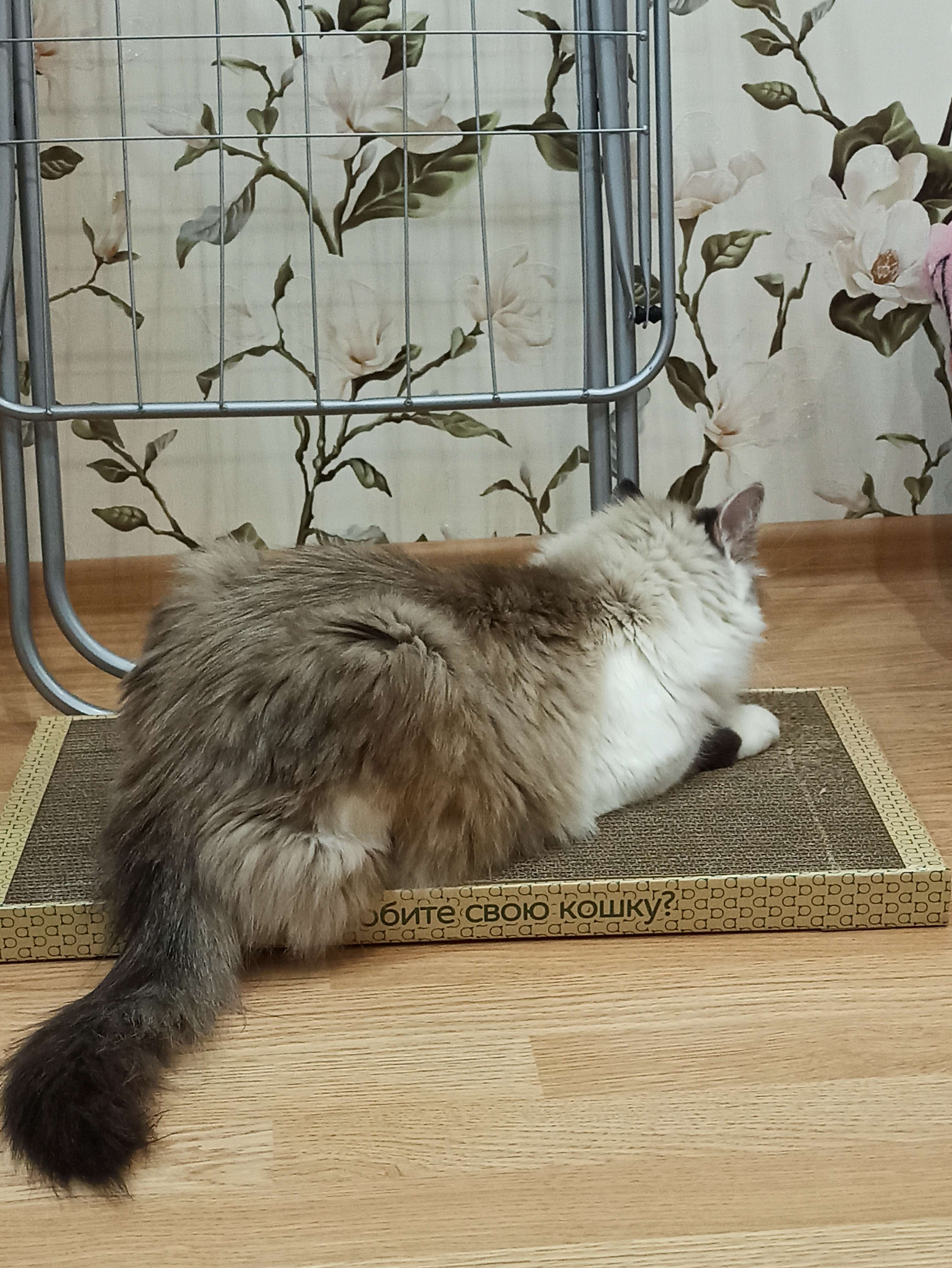 Фотография покупателя товара Домашняя когтеточка-лежанка для кошек, 56 × 30 см - Фото 23