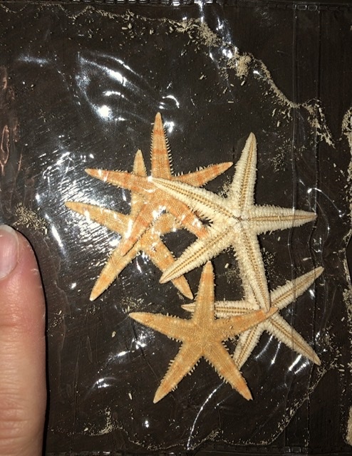 Фотография покупателя товара Набор из 5 морских звезд, размер каждой 3-5 см - Фото 2