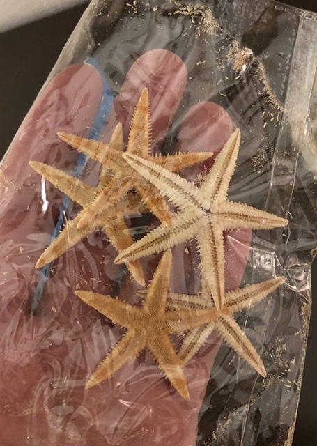 Фотография покупателя товара Набор из 5 морских звезд, размер каждой 3-5 см