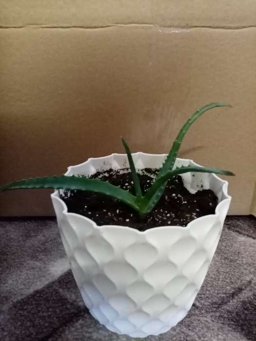 Фотография покупателя товара Горшок для цветов с поддоном «Wave», 2.5 л, d=17.5 см, серый - Фото 3