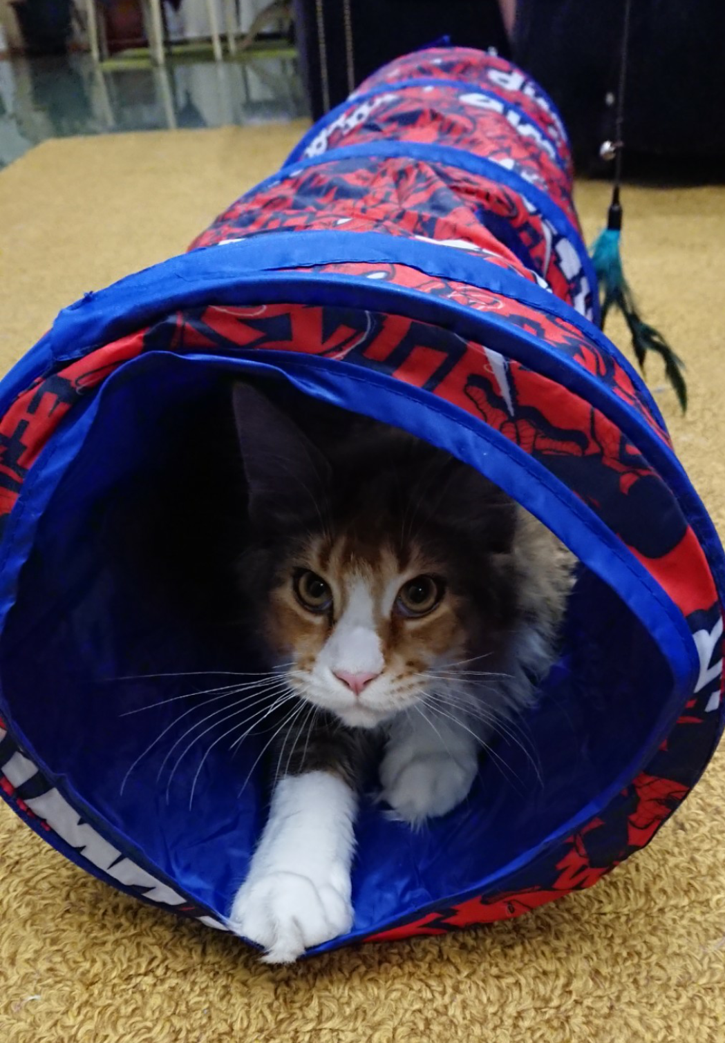 Фотография покупателя товара Туннель для кошек Triol Marvel "Человек-паук", 90 х 25 см - Фото 2