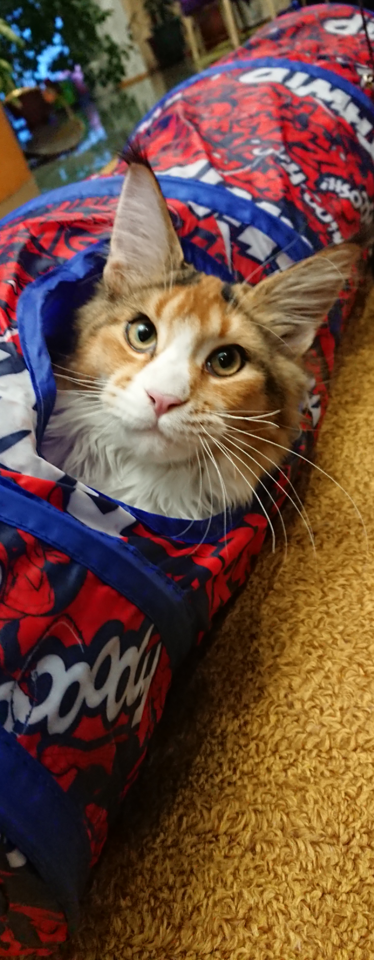 Фотография покупателя товара Туннель для кошек Triol Marvel "Человек-паук", 90 х 25 см - Фото 1