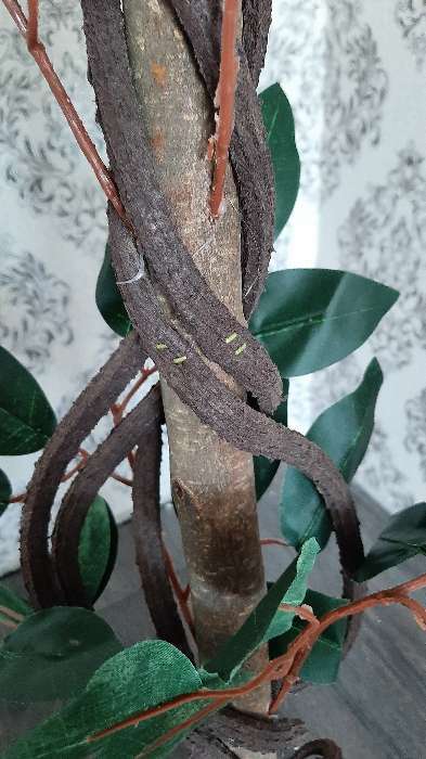 Фотография покупателя товара Дерево искусственное "Фикус с корнями" ствол 148 см, микс - Фото 14
