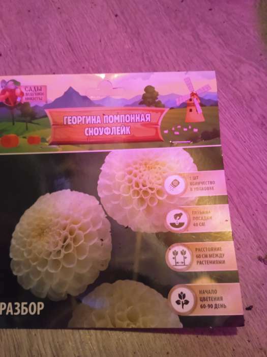 Фотография покупателя товара Георгина Декоративная «Крейзи Лав», клубелуковица в упаковке, р-р I, 1 шт. - Фото 93