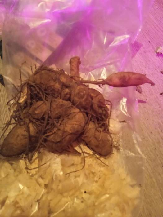 Фотография покупателя товара Георгина Декоративная «Крейзи Лав», клубелуковица в упаковке, р-р I, 1 шт. - Фото 92