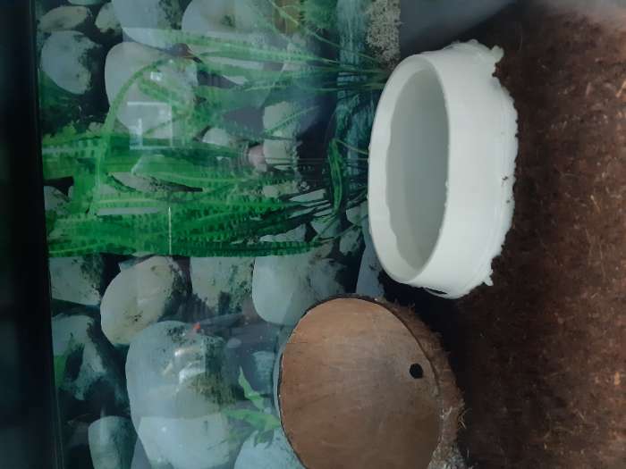 Фотография покупателя товара Субстрат Greengo кокосовый, универсальный, натуральный грунт для террариумов и растений, в брикете, 7 л при разбухании - Фото 2