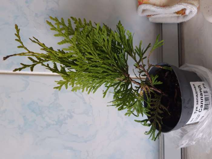 Фотография покупателя товара Саженец Туя западная «Салланд», Р9, 1 шт. - Фото 1