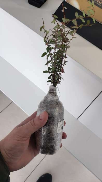 Фотография покупателя товара Клюква крупноплодная (Серия Северный Сад) «Пилигрим» 1 шт., туба - Фото 5