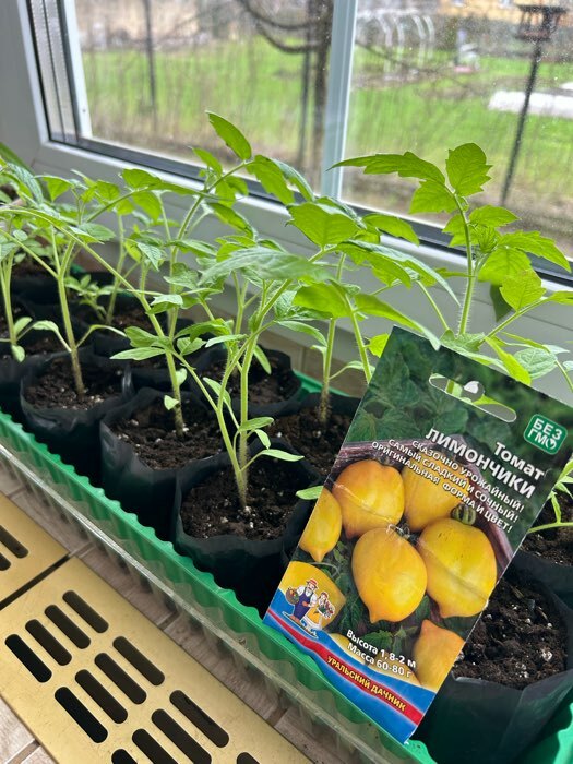 Фотография покупателя товара Семена Томат «Лимончики», 20 шт., «Уральский Дачник» - Фото 3