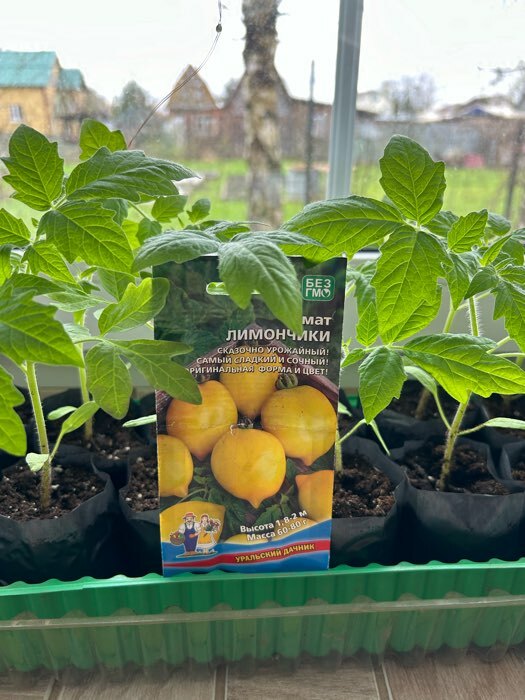 Фотография покупателя товара Семена Томат «Лимончики», 20 шт., «Уральский Дачник» - Фото 1