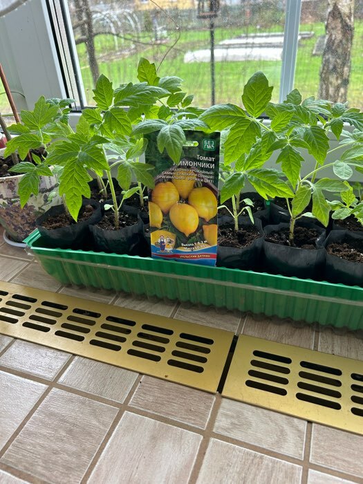 Фотография покупателя товара Семена Томат «Лимончики», 20 шт., «Уральский Дачник» - Фото 2