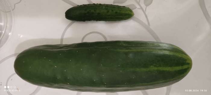 Фотография покупателя товара Семена Огурец Апрельский F1 10 шт. Уд. с. - Фото 3