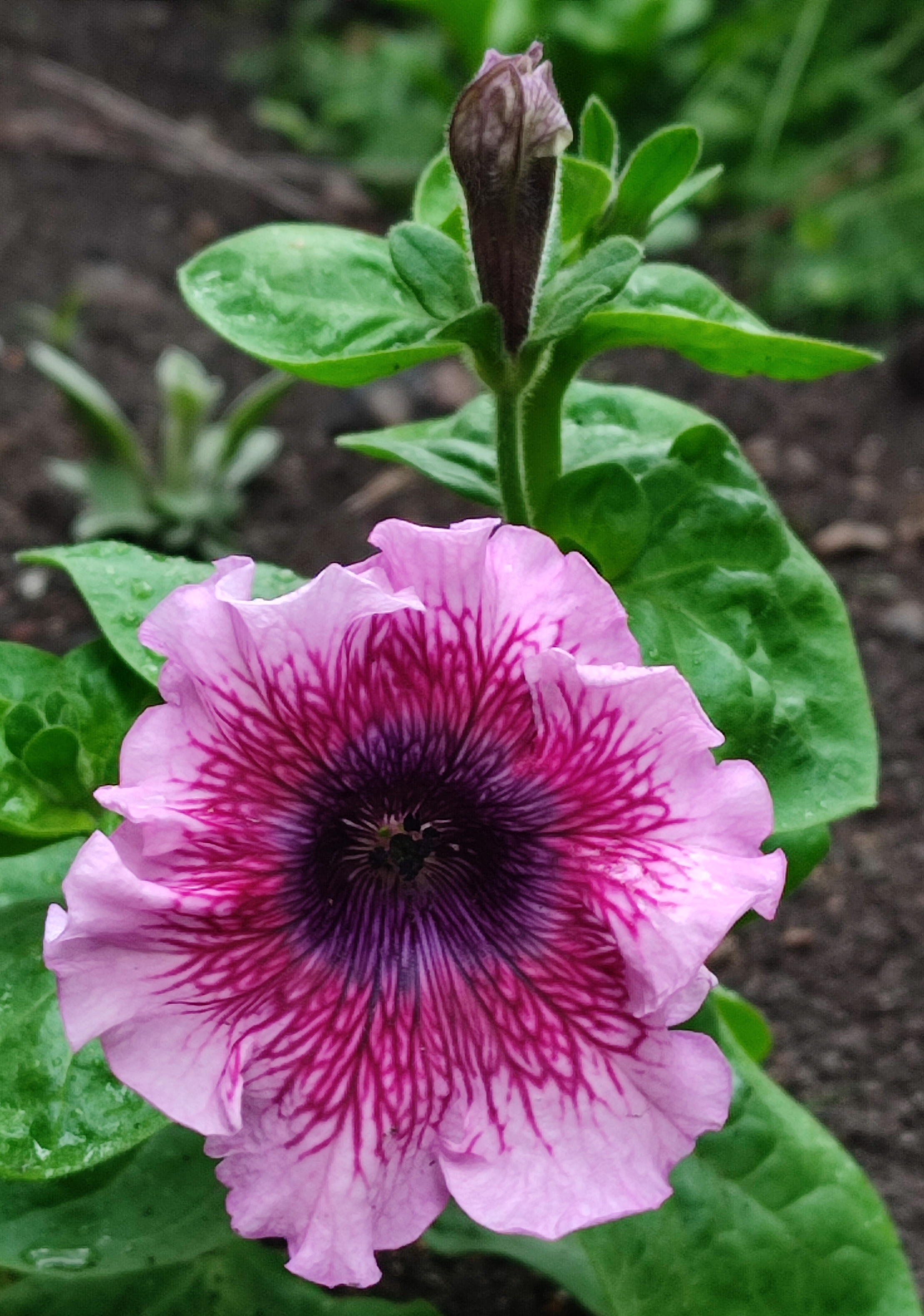 Фотография покупателя товара Семена цветов Петуния «Штрихи к портрету», О, 10 шт. - Фото 9