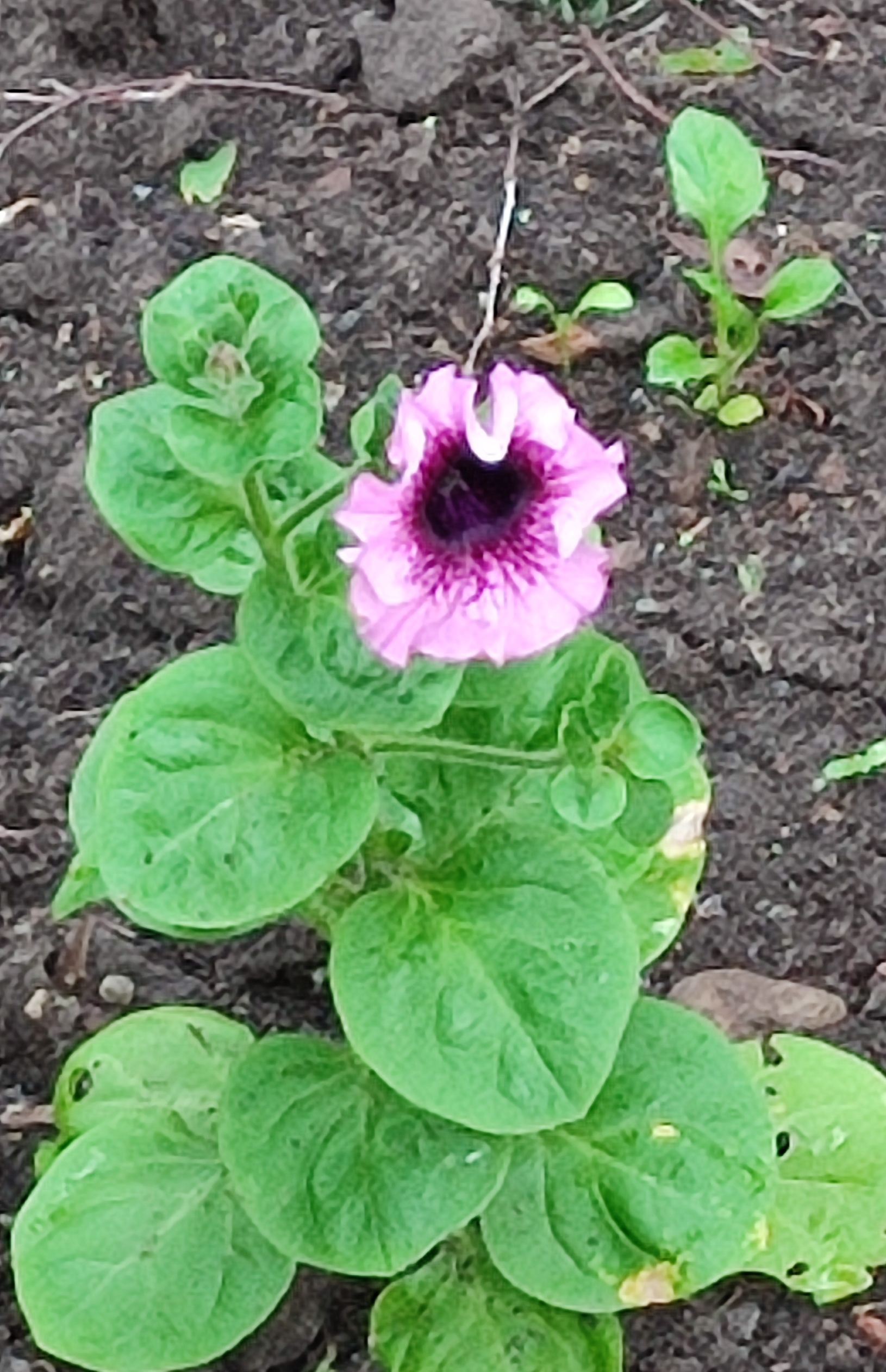 Фотография покупателя товара Семена цветов Петуния «Штрихи к портрету», О, 10 шт. - Фото 8