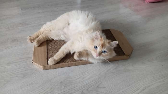 Фотография покупателя товара Когтеточка-лежанка для кошек из гофрокартона КРАФТ, 57 х 28,5 х 2,5 см