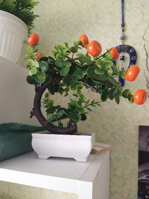 Фотография покупателя товара Бонсай в горшке "Деревце персики" 10х17,5 см, микс - Фото 1