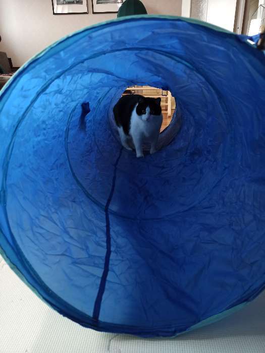 Фотография покупателя товара Детский тоннель «Акула», цвет синий - Фото 1
