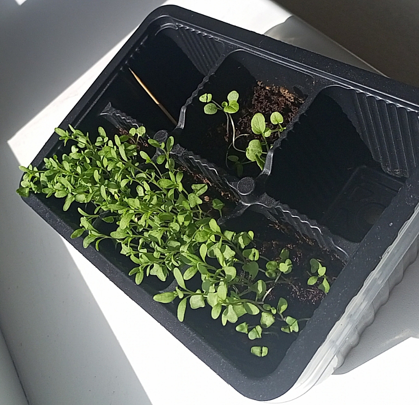 Фотография покупателя товара Семена Лаванда декоративная "Услада" 0,25 г - Фото 2