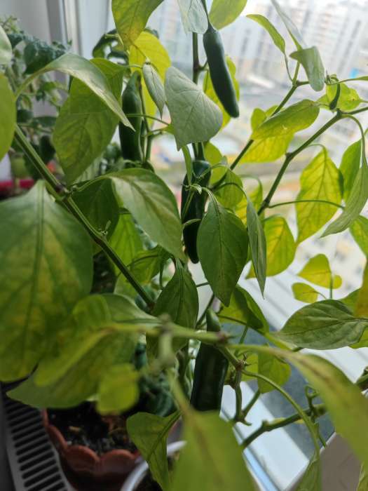 Фотография покупателя товара Семена Перец "Острый декоративный", серия Урожай на окне, 0,05 г - Фото 13