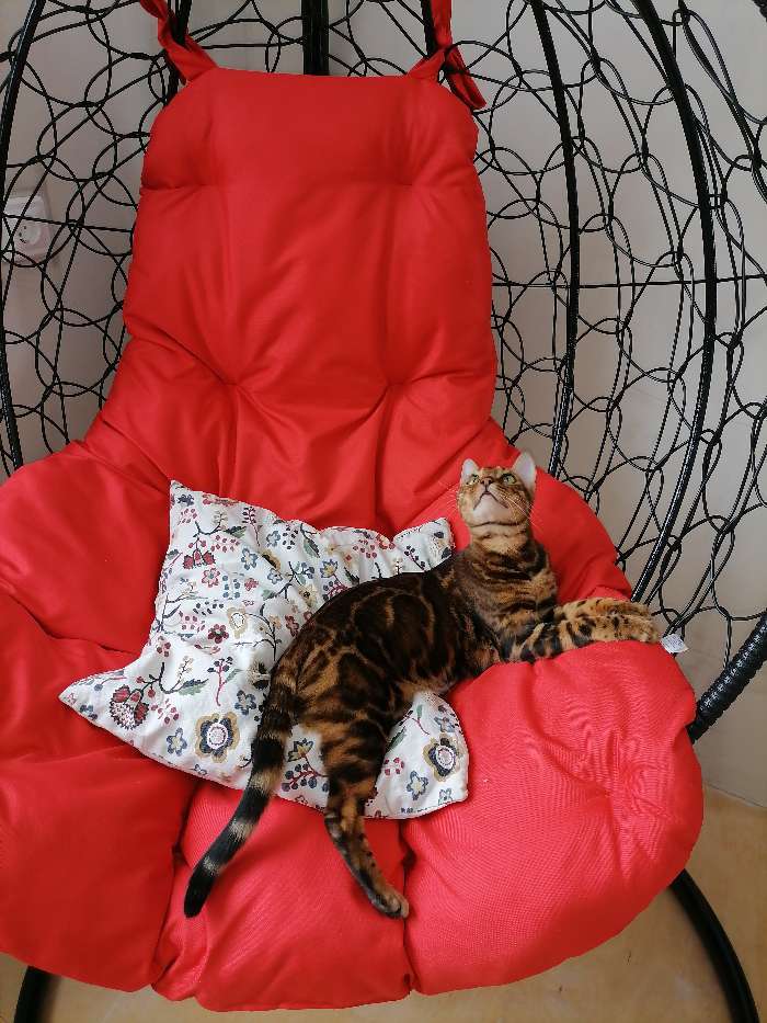 Фотография покупателя товара Подвесное кресло "Tropica Black" красная подушка, стойка, 195*95*75 см - Фото 6