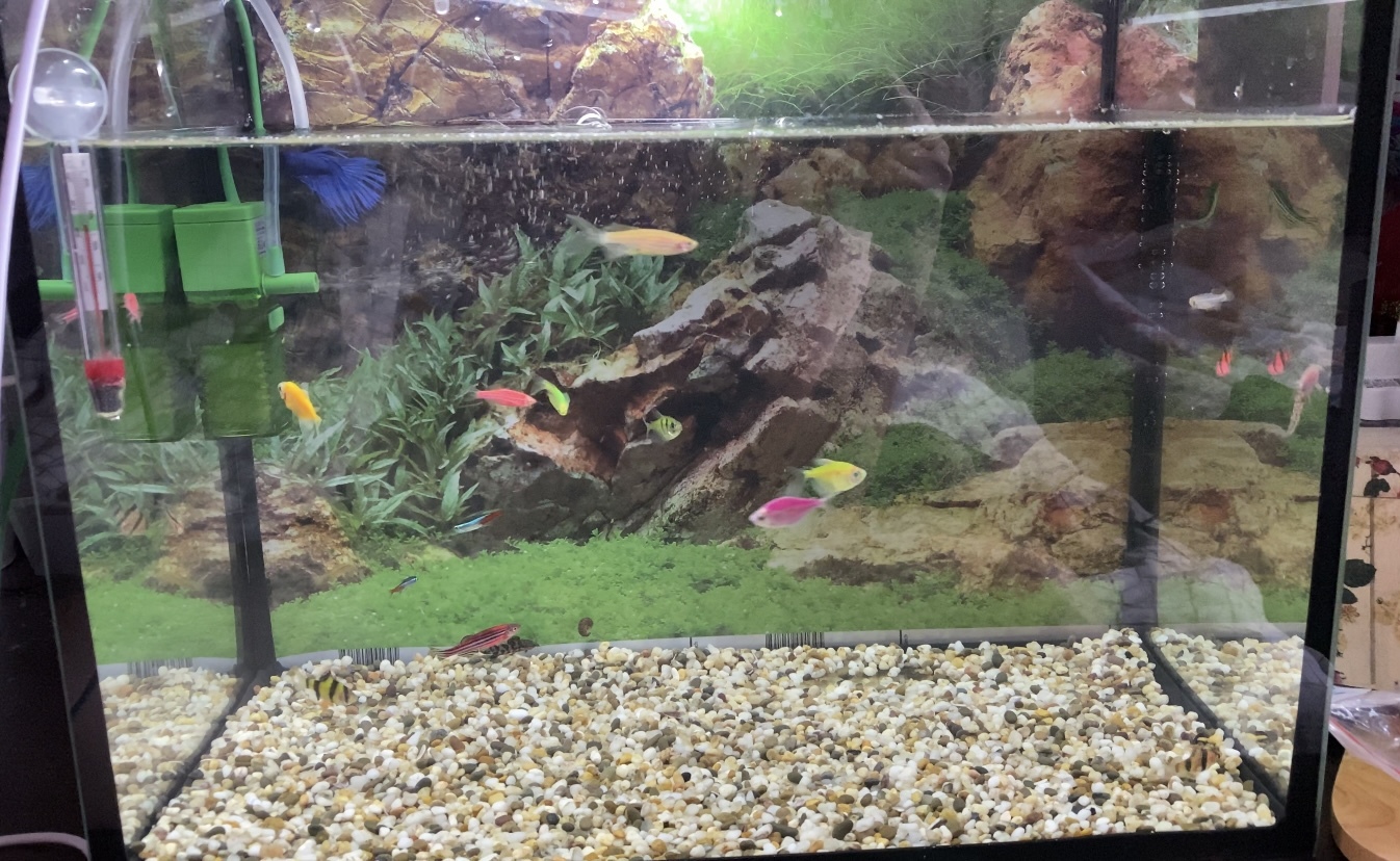 Фотография покупателя товара Термометр аквариумный на присоске утолщенный, 11 см - Фото 2