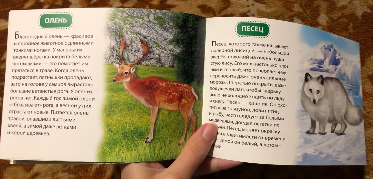 Фотография покупателя товара Обучающая книжка «Животные России», 18 животных