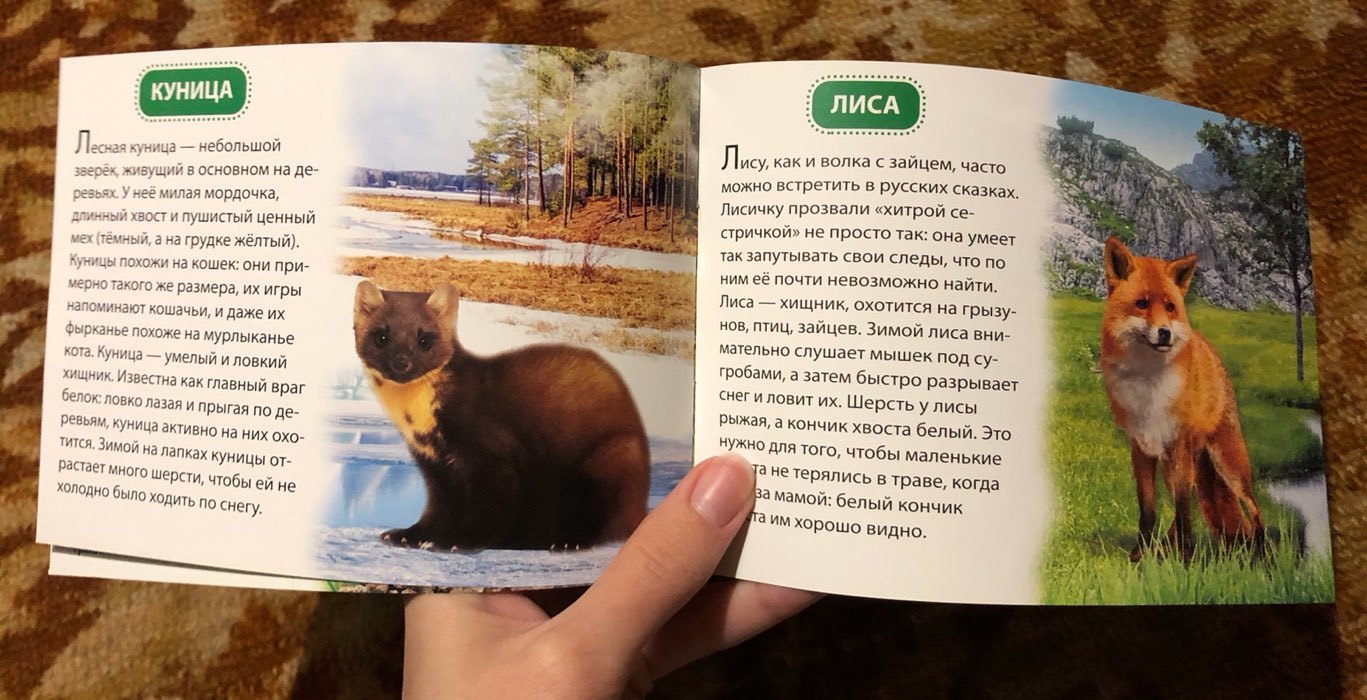 Фотография покупателя товара Обучающая книжка «Животные России», 18 животных - Фото 5