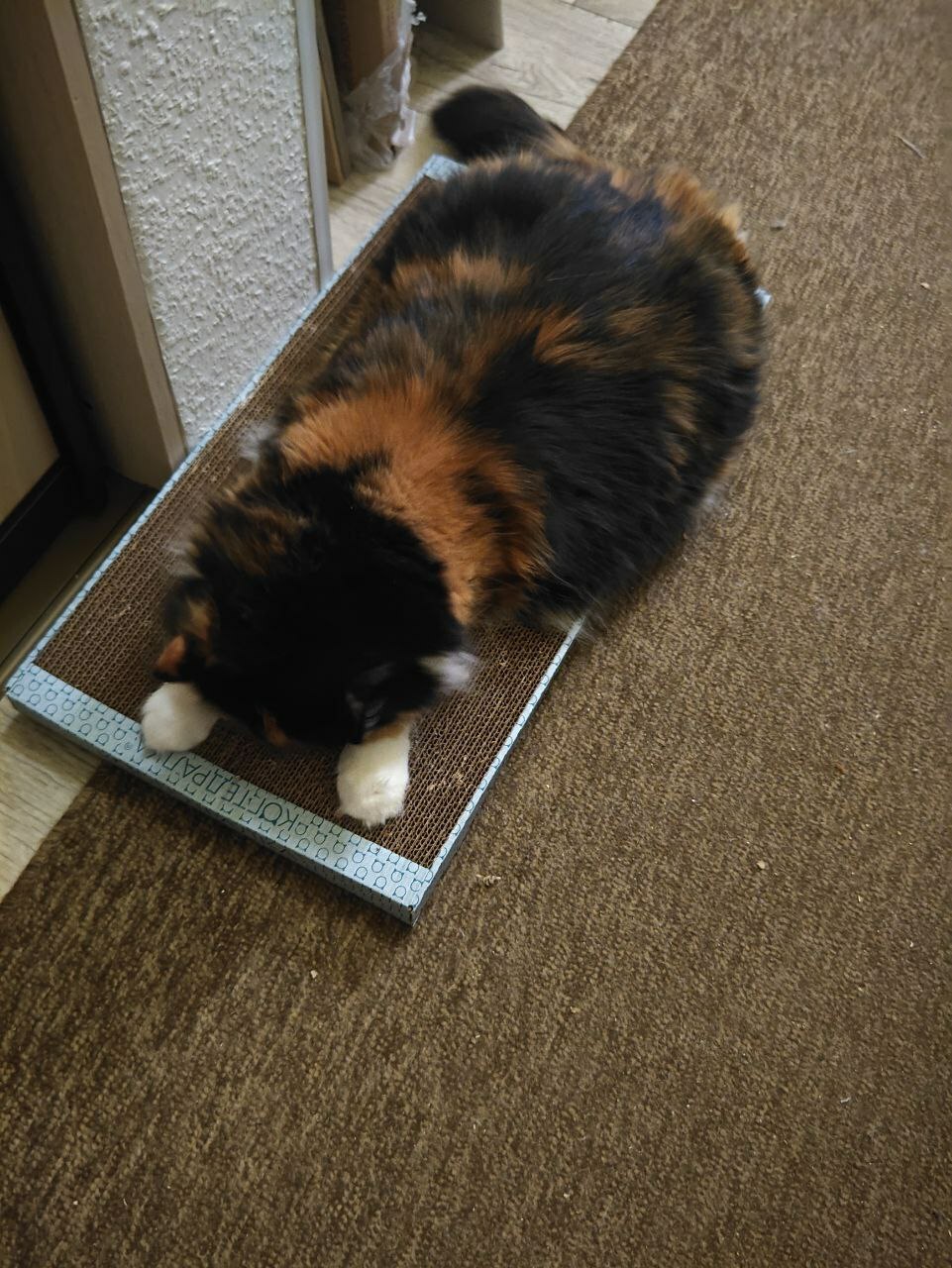 Фотография покупателя товара Домашняя когтеточка-лежанка для кошек, 56 × 30 см - Фото 2