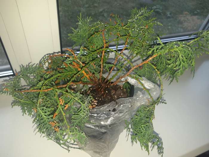 Фотография покупателя товара Саженец Туя западная «Литл Гиант», Р9, 1 шт., h=3-20 см - Фото 1