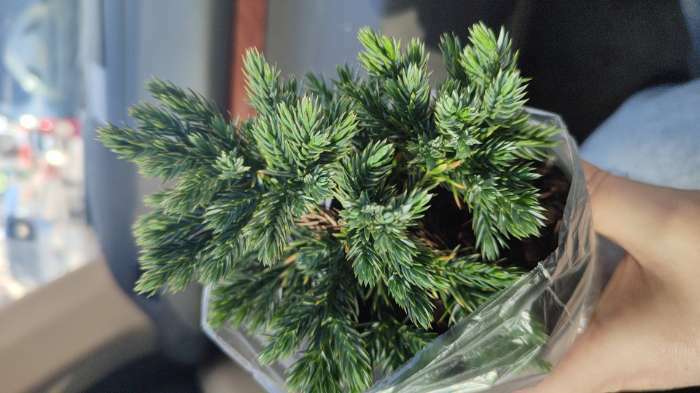 Фотография покупателя товара Саженец Можжевельник чешуйчатый «Блу Стар», Р9, 1 шт., «ПОИСК» - Фото 5