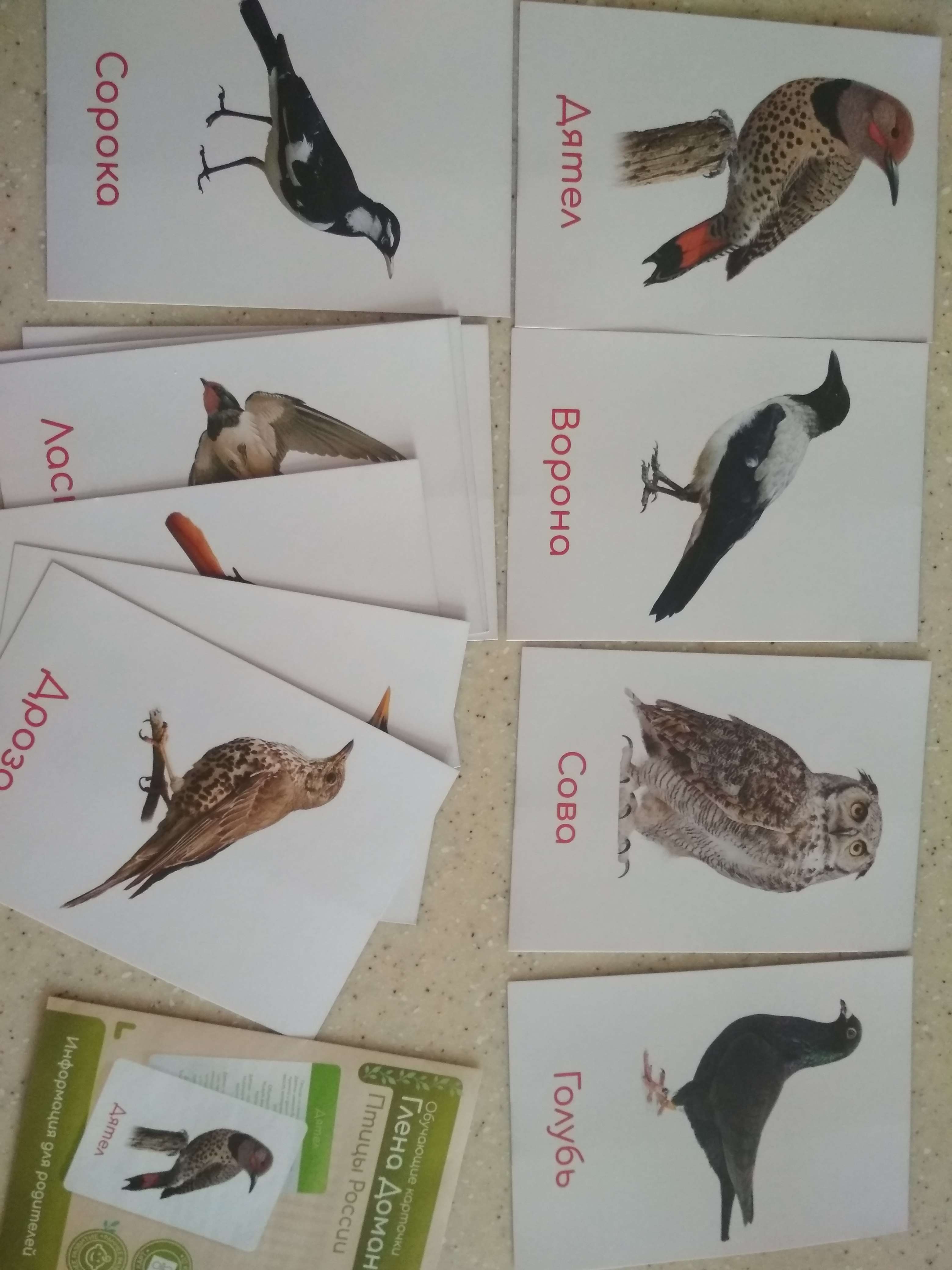 Фотография покупателя товара Обучающие карточки по методике Глена Домана «Птицы России», 12 карт, А6, в коробке - Фото 1