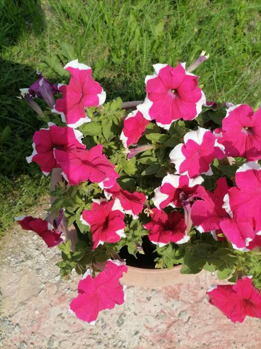 Фотография покупателя товара Семена Цветов  Петуния "Мираж Ред Пикоти", 10шт - Фото 12