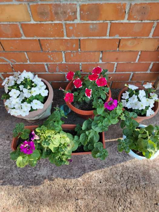 Фотография покупателя товара Семена Цветов  Петуния "Мираж Ред Пикоти", 10шт - Фото 14