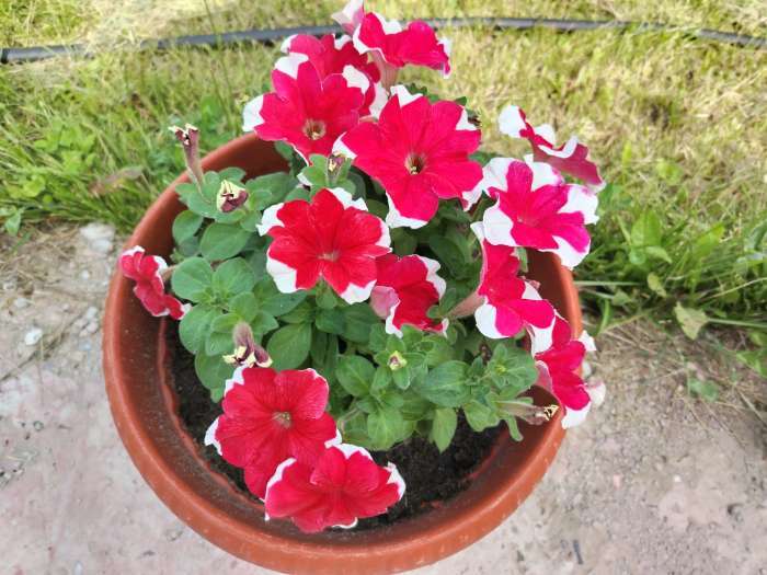 Фотография покупателя товара Семена Цветов  Петуния "Мираж Ред Пикоти", 10шт - Фото 15