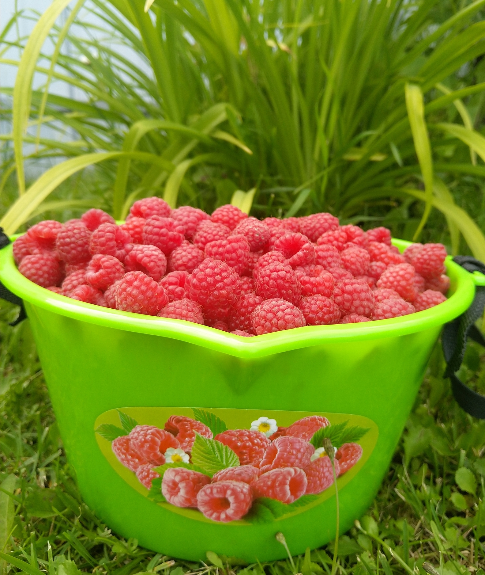 Фотография покупателя товара Ёмкость для сбора ягод, 3 л, «Малина»