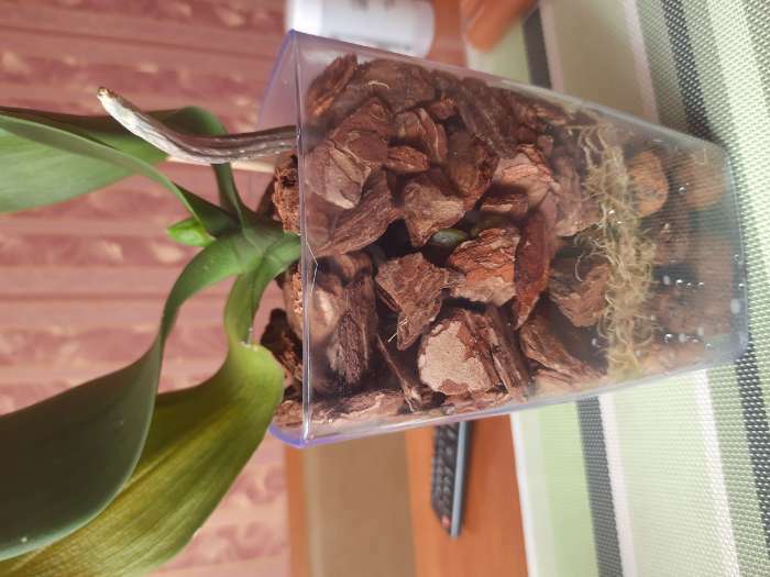 Фотография покупателя товара Кашпо для орхидей «Сильвия», 1,8 л, цвет фиолетовый - Фото 1