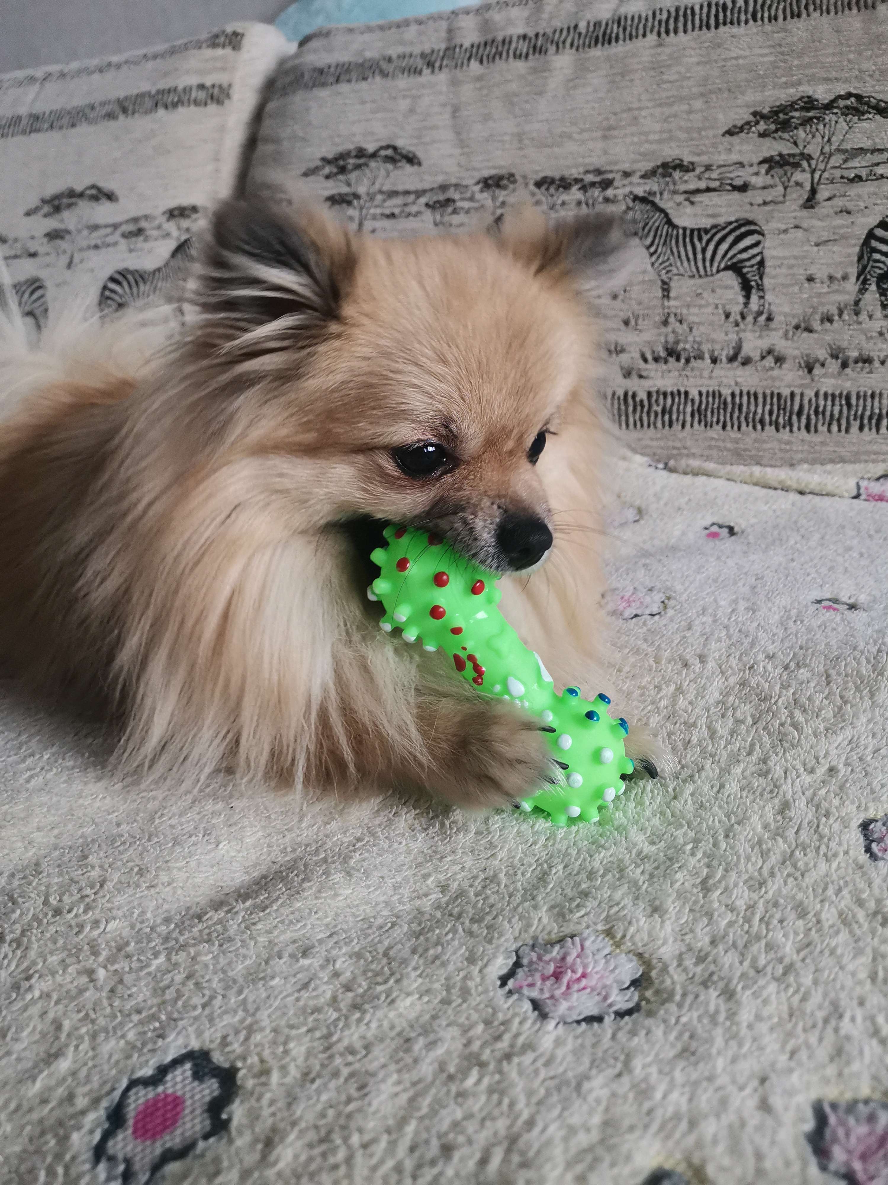 Фотография покупателя товара Игрушка пищащая "Гантель малая" для собак, 12,5 см, микс цветов