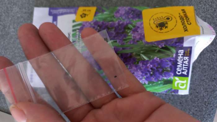 Фотография покупателя товара Семена цветов Лаванда "Пурпурный колос", узколистная, Сем. Алт, ц/п, 5 шт - Фото 2