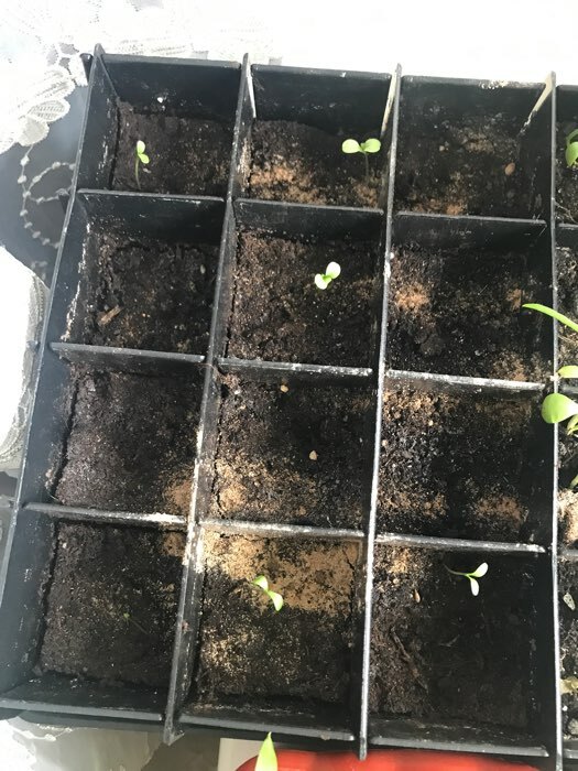 Фотография покупателя товара Семена цветов астра китайская «Хризантелла Фламинго на Закате», 5 шт. - Фото 1