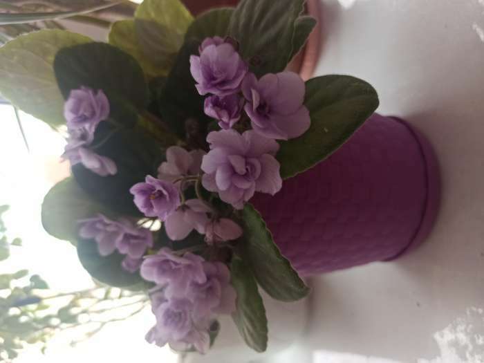 Фотография покупателя товара Горшок для цветов с поддоном «Ротанг», 1,2 л, цвет сиреневый - Фото 1