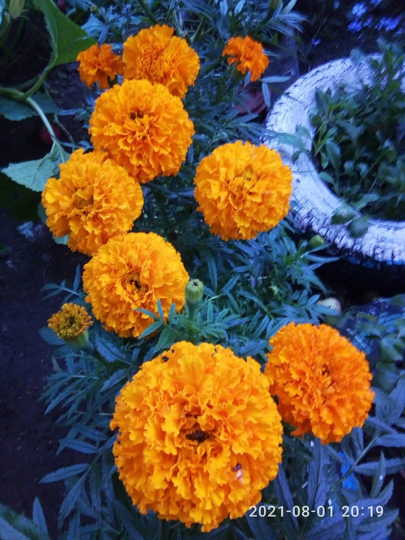 Фотография покупателя товара Семена цветов Бархатцы "Каландо", смесь окрасок, О, 0,3 г - Фото 2