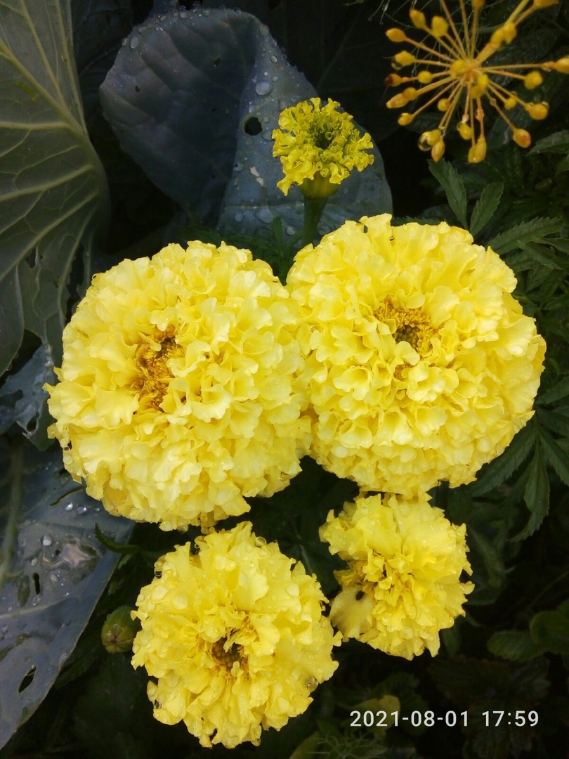 Фотография покупателя товара Семена цветов Бархатцы "Каландо", смесь окрасок, О, 0,3 г