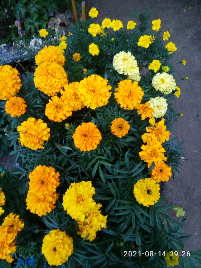 Фотография покупателя товара Семена цветов Бархатцы "Каландо", смесь окрасок, О, 0,3 г - Фото 13