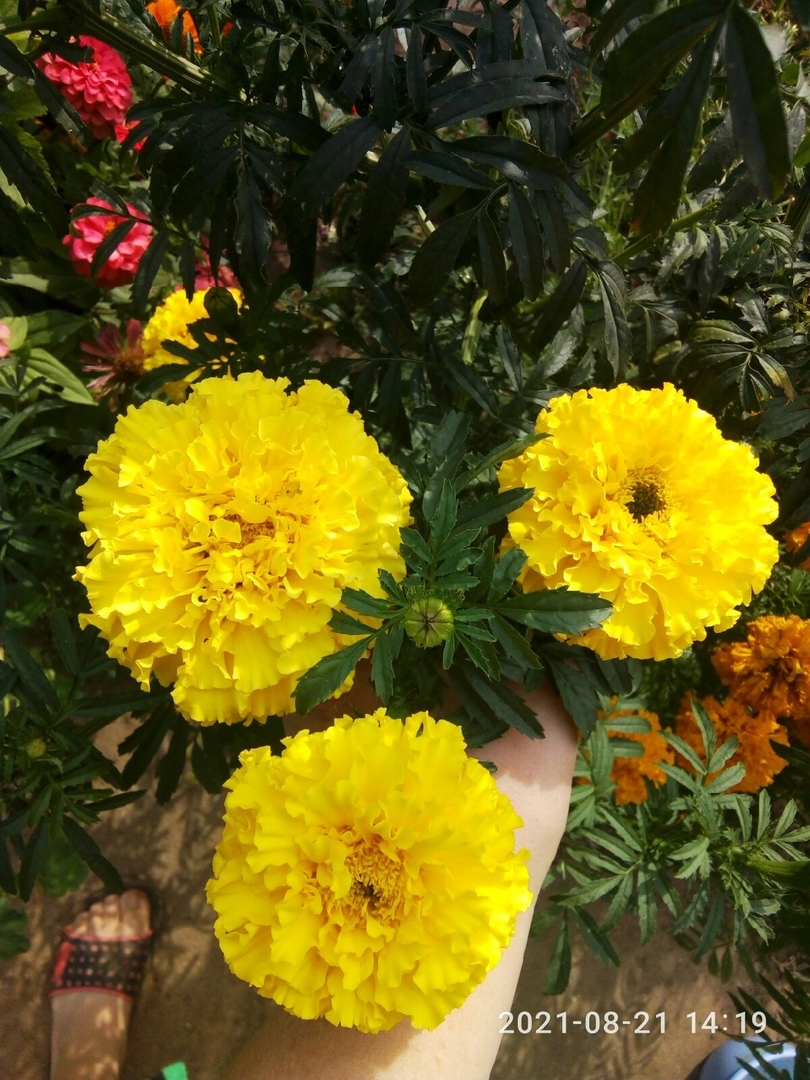 Фотография покупателя товара Семена цветов Бархатцы "Каландо", смесь окрасок, О, 0,3 г - Фото 12