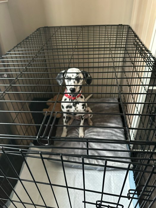 Фотография покупателя товара Клетка DogiDom для собак №6 с металлическим поддоном, складная, 121 х 78 х 83 см, черная