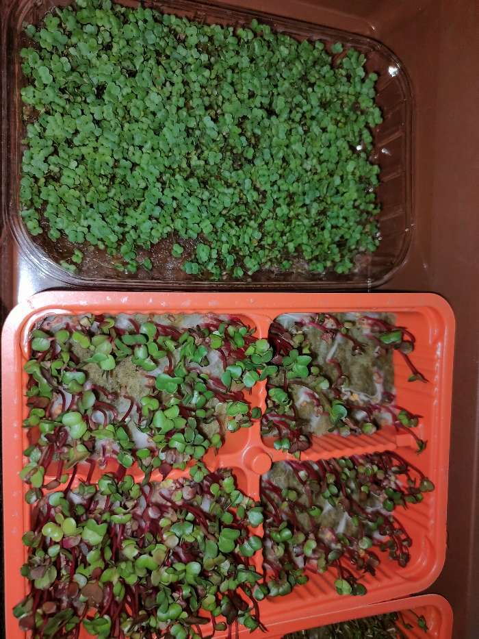 Фотография покупателя товара Набор для выращивания микрозелени My Greens: шпинат, лоток, джутовый коврик - Фото 1