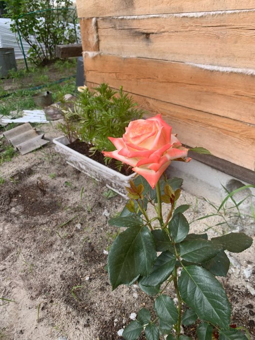 Фотография покупателя товара Саженец розы Дабл Делайт, Весна 2024, 1 шт.
