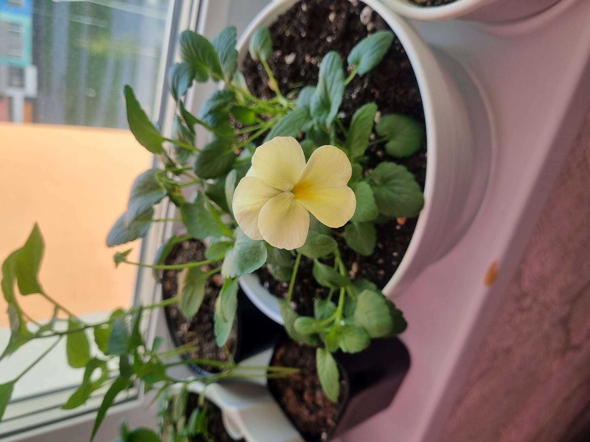 Фотография покупателя товара Семена Цветов Виола «Кул Вейв Лемон», F1, 5 шт., «Агросидстрейд» - Фото 2