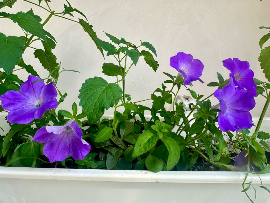 Фотография покупателя товара Семена цветов Петуния "Е3 Изи Вейв Блю скай F1", 5 шт - Фото 6